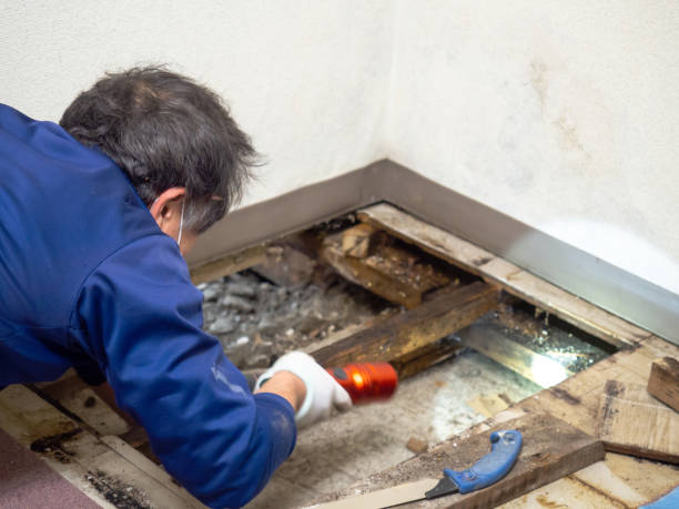 Best Water Damage Restoration  in Kaunakakai, HI