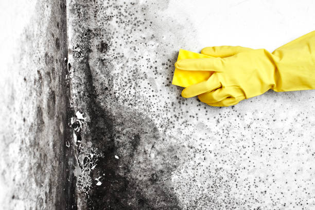 Best Black Mold Removal  in Kaunakakai, HI