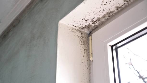 Best Attic Mold Removal  in Kaunakakai, HI