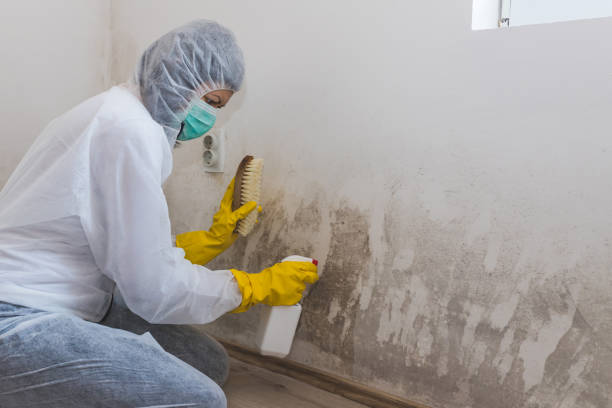 Best Local Mold Removal Service  in Kaunakakai, HI