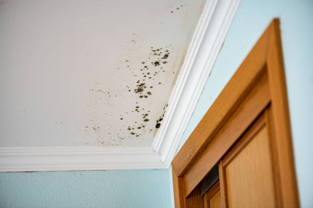 Best Local Mold Removal Service  in Kaunakakai, HI
