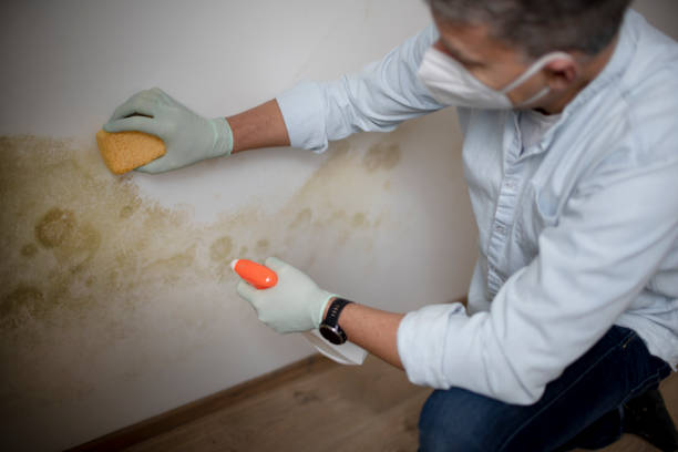 Best Commercial Mold Removal  in Kaunakakai, HI