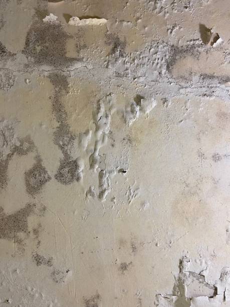 Best Attic Mold Removal  in Kaunakakai, HI