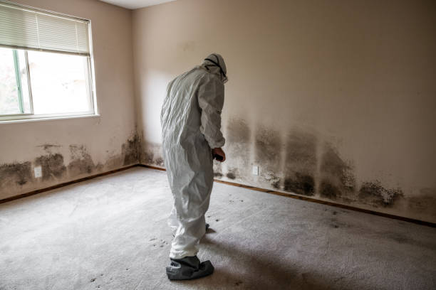 Best Attic Mold Removal  in Kaunakakai, HI