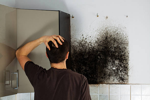 Best Mold Remediation  in Kaunakakai, HI