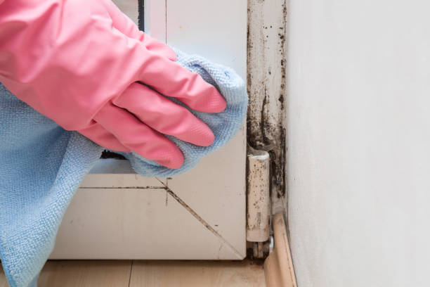 Certified Mold Removal in Kaunakakai, HI