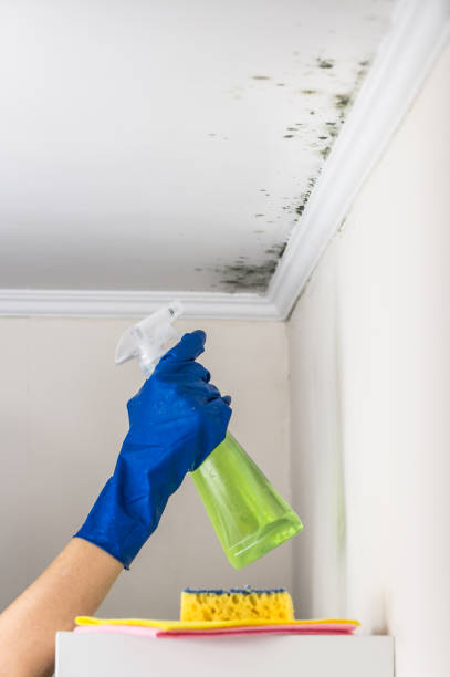 Mold Removal and Inspection in Kaunakakai, HI